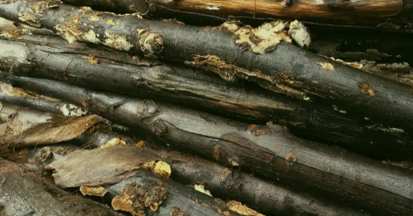 Alles, was Du über Restfeuchte im Brennholz wissen musst